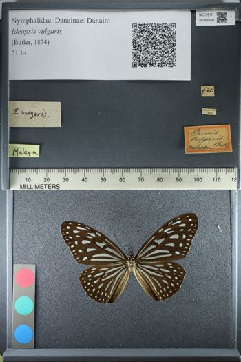 Media type: image;   Entomology 166650
